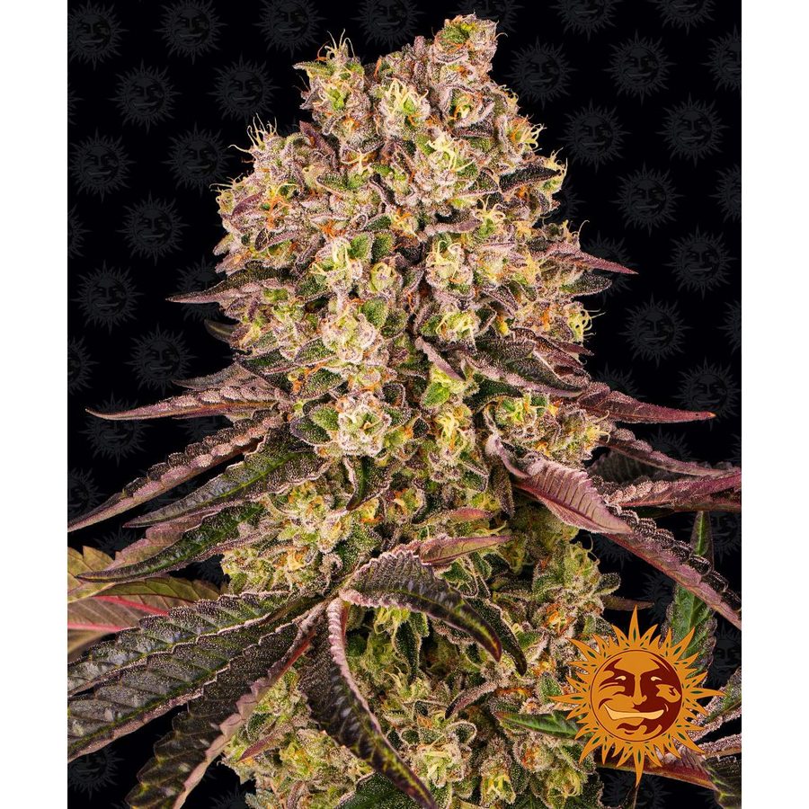 Barney's Farm - Runtz Muffin - 3 Seeds