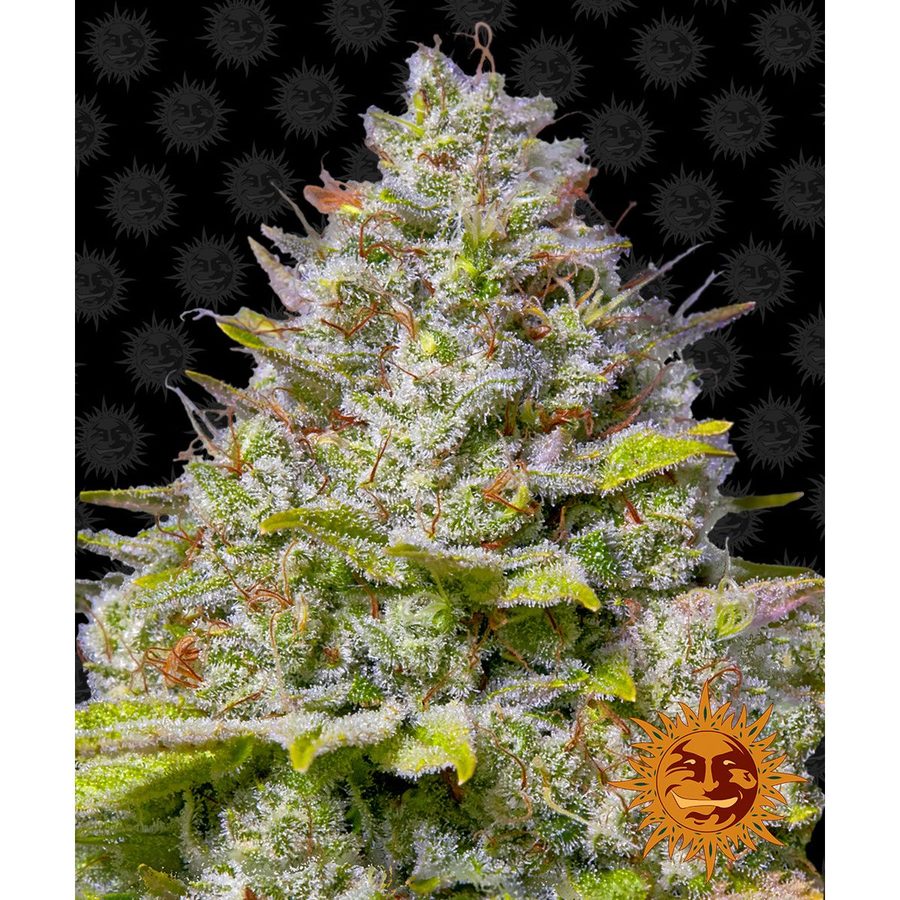 Barney's Farm - Blue Gelato 41 - 3 Seeds
