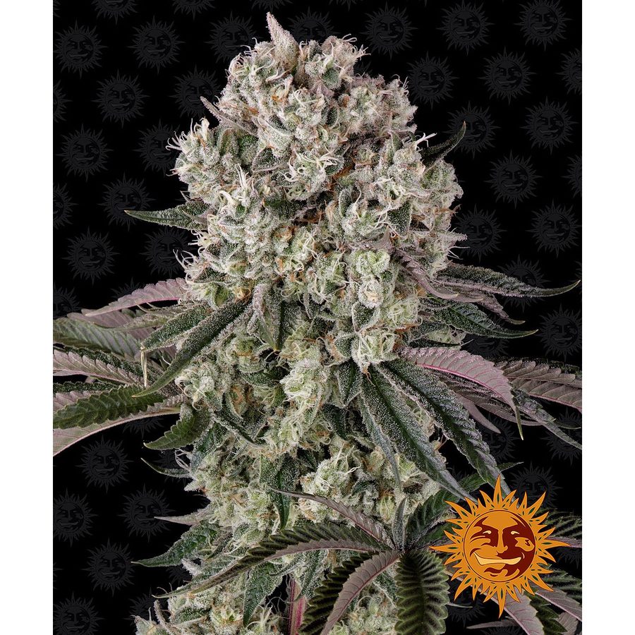 Barney's Farm - Glookies - 3 Seeds