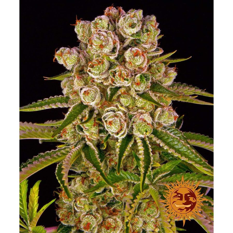 Barney's Farm - Kush Mintz - 3 Seeds