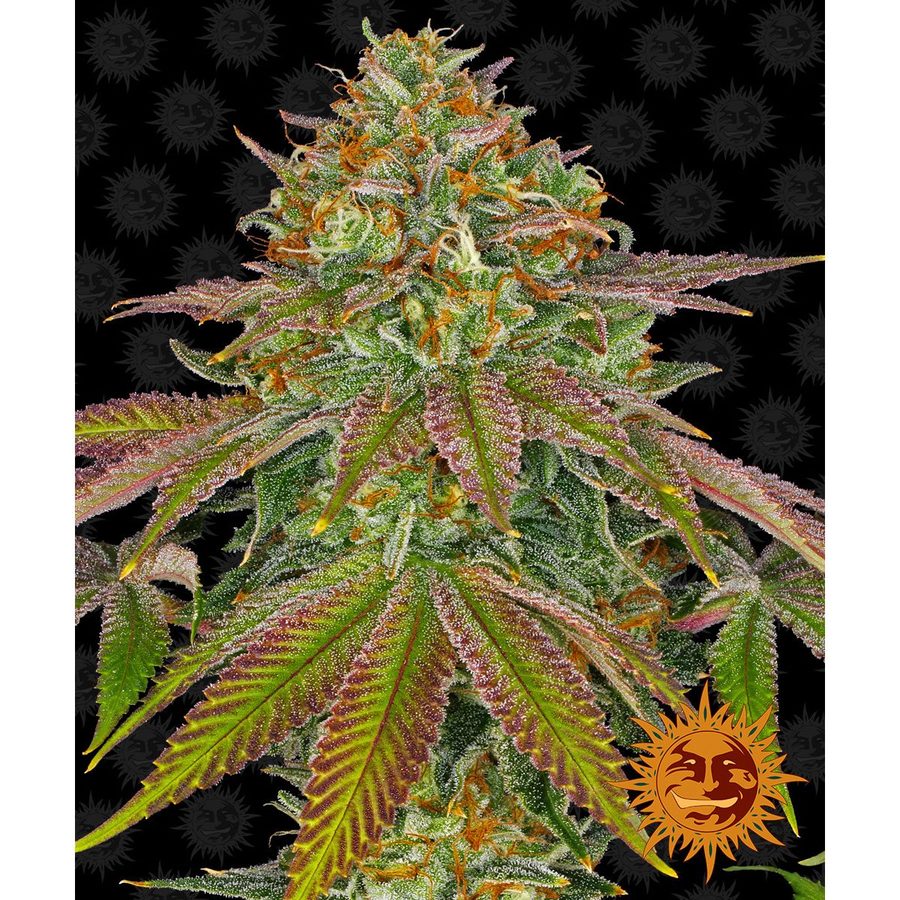 Barney's Farm - Wedding Cake - 3 Seeds