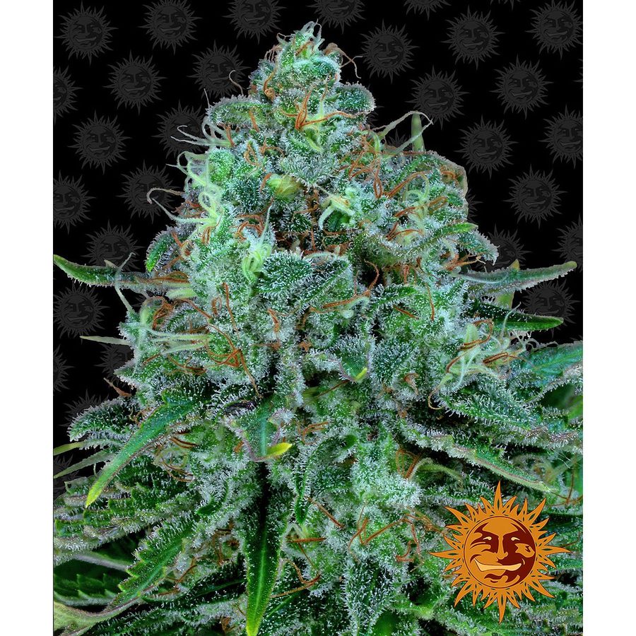 Barney's Farm - Critical Kush - 3 Seeds