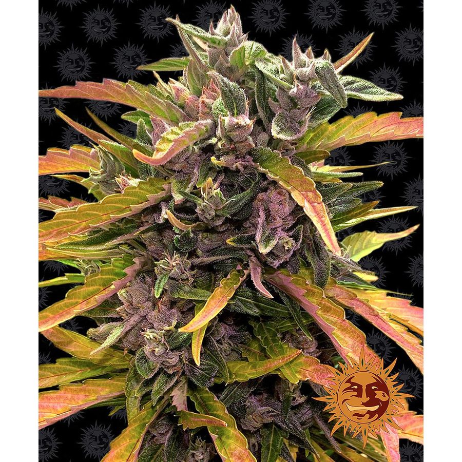 Barney's Farm - Gorilla Glue Auto - 5 Seeds