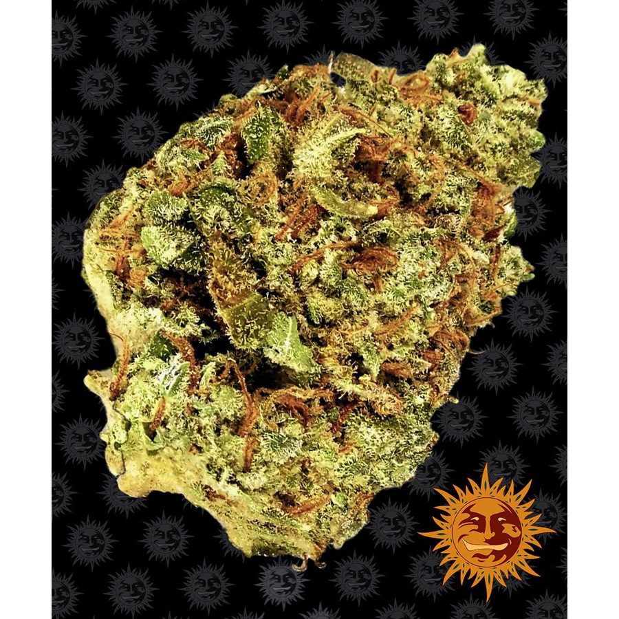 Barney's Farm - Watermelon Zkittlez Auto - 5 Seeds