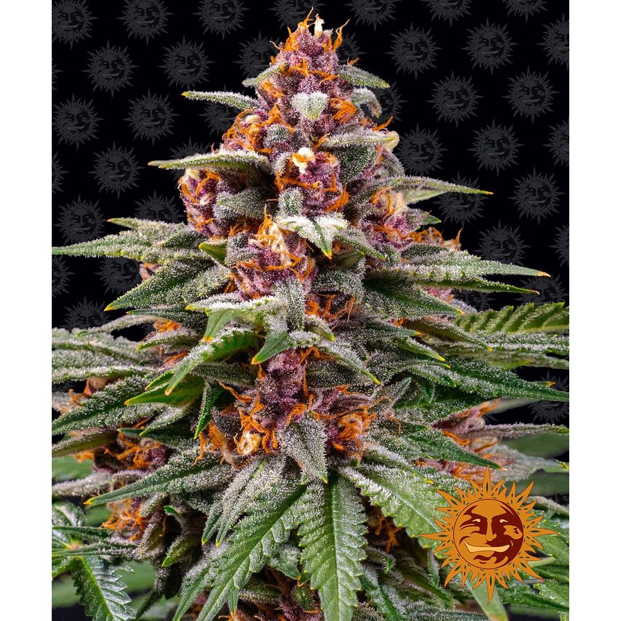 Barney's Farm - Runtz Auto - 5 Seeds