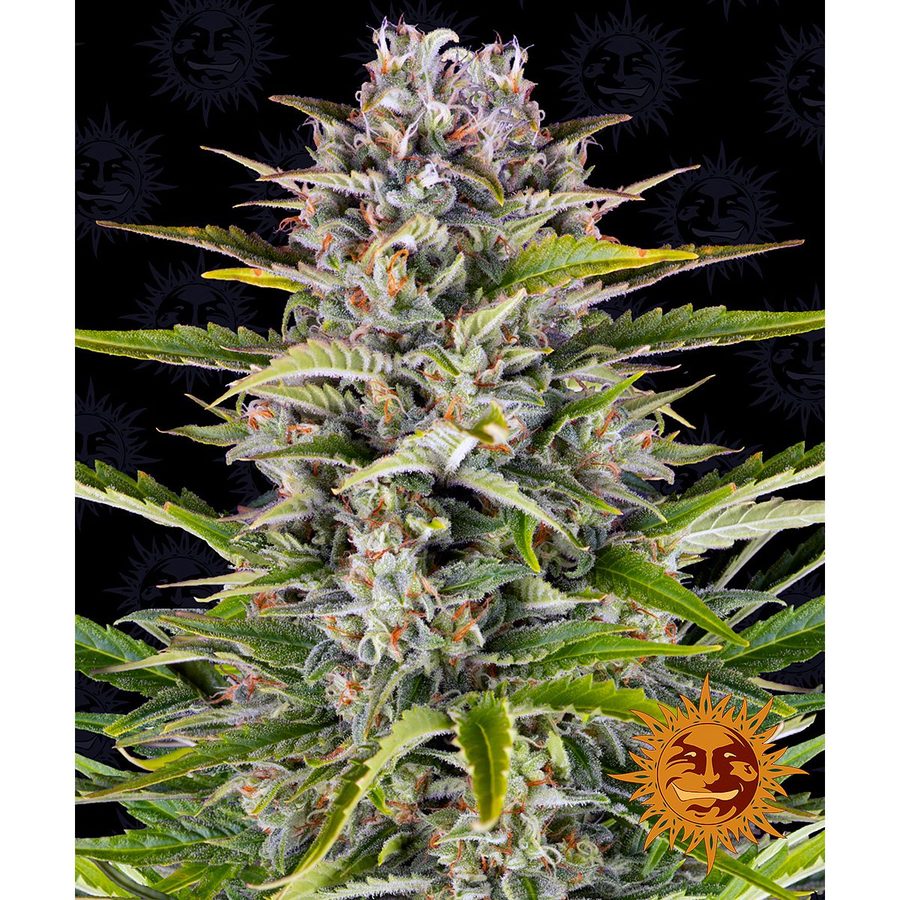 Barney's Farm - Gorilla Zkittlez Auto - 5 Seeds