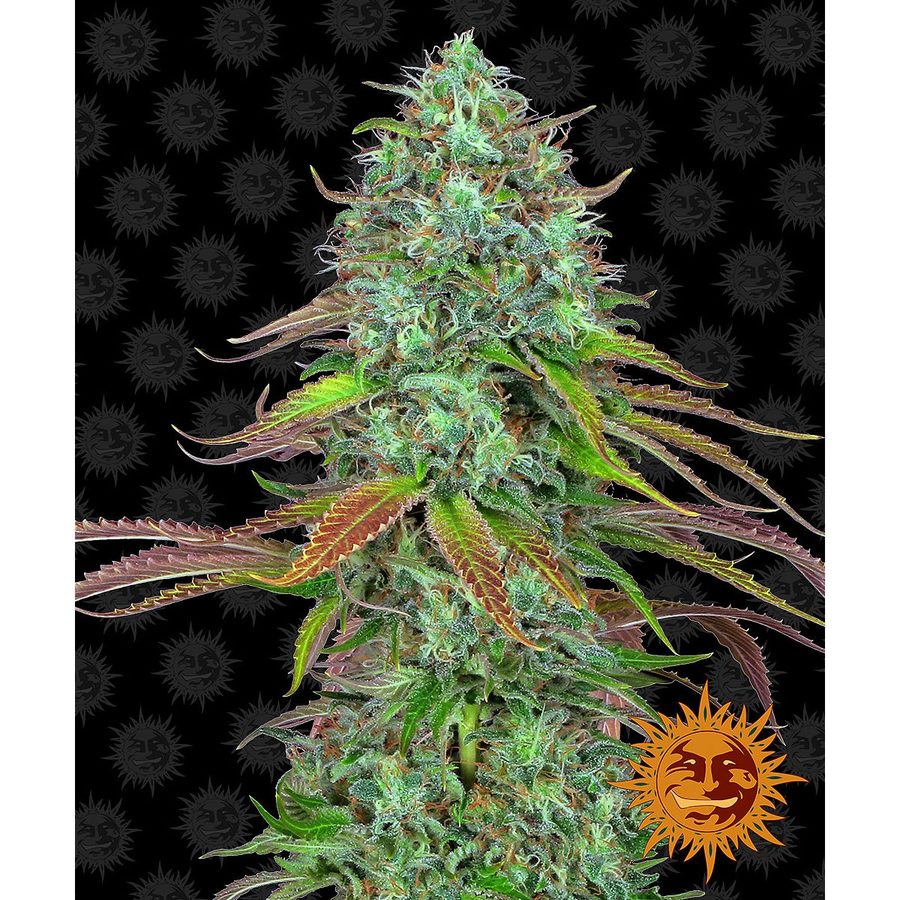 Barney's Farm - LSD Auto - 5 Seeds