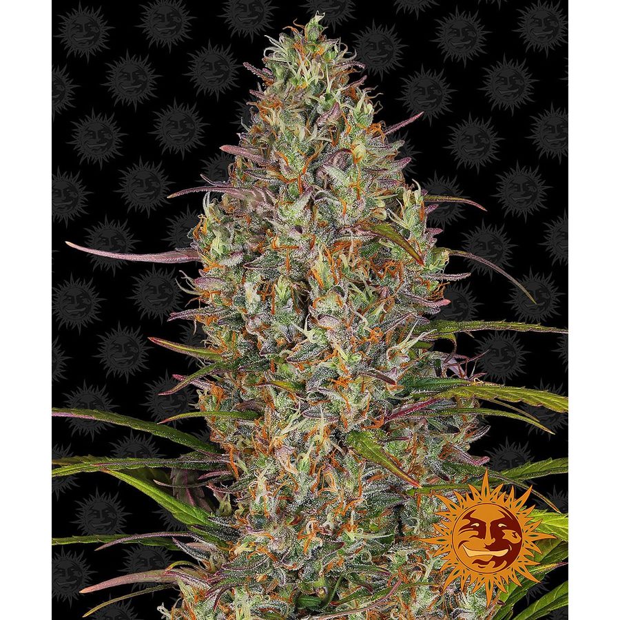 Barney's Farm - Glue Gelato Auto - 5 Seeds
