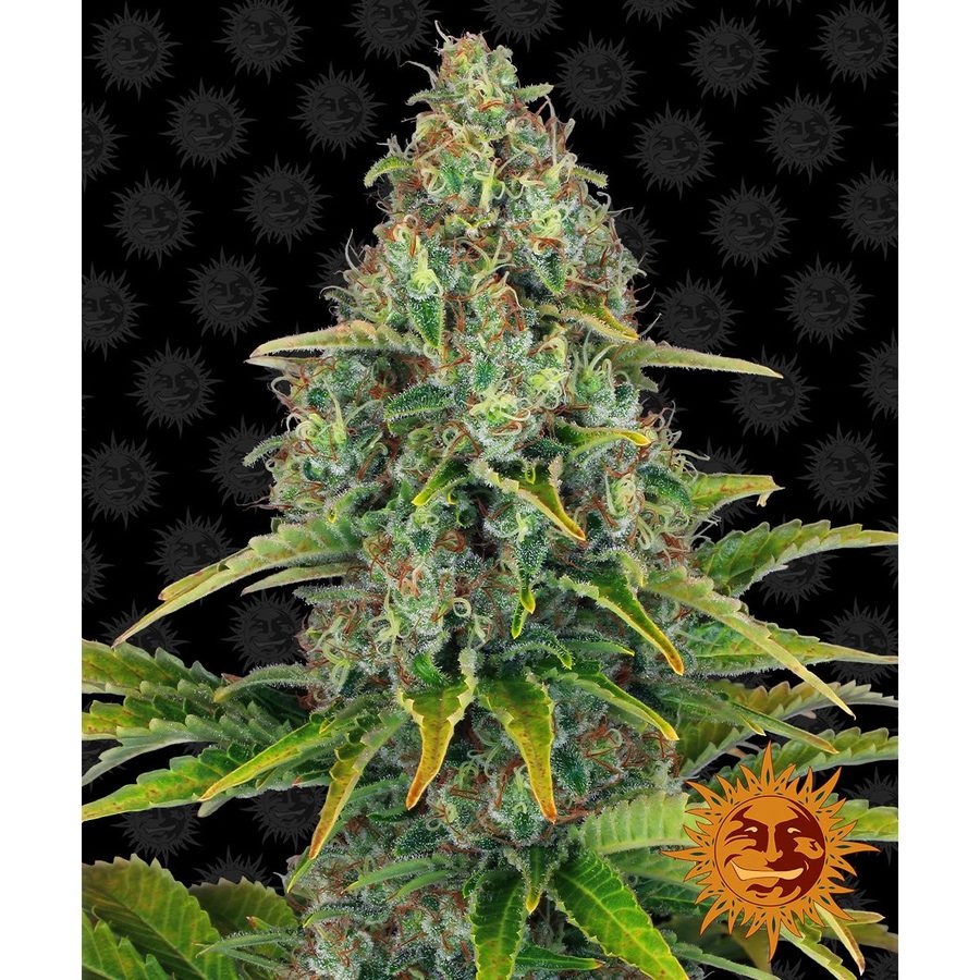 Barney's Farm - Blue Cheese Auto - 5 Seeds
