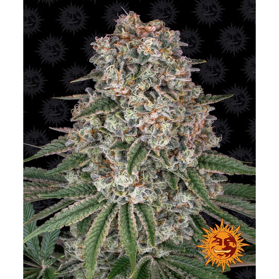 Barney's Farm - Tropicanna Banana - 5 Seeds