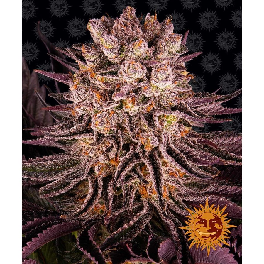 Barney's Farm - Mimosa x Orange Punch - 5 Seeds