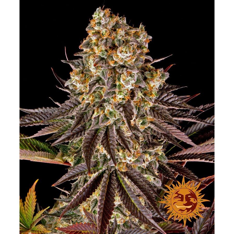 Barney's Farm - Gelato #45 - 5 Seeds