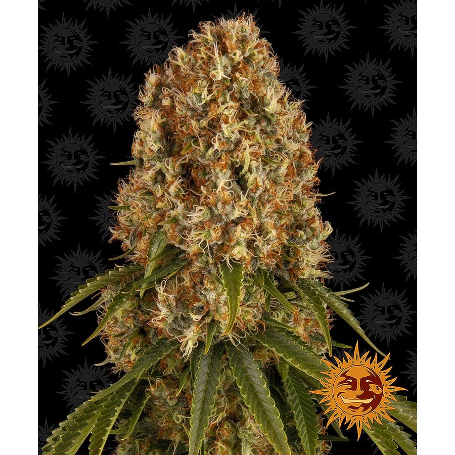 Barney's Farm - Orange Sherbert - 5 Seeds