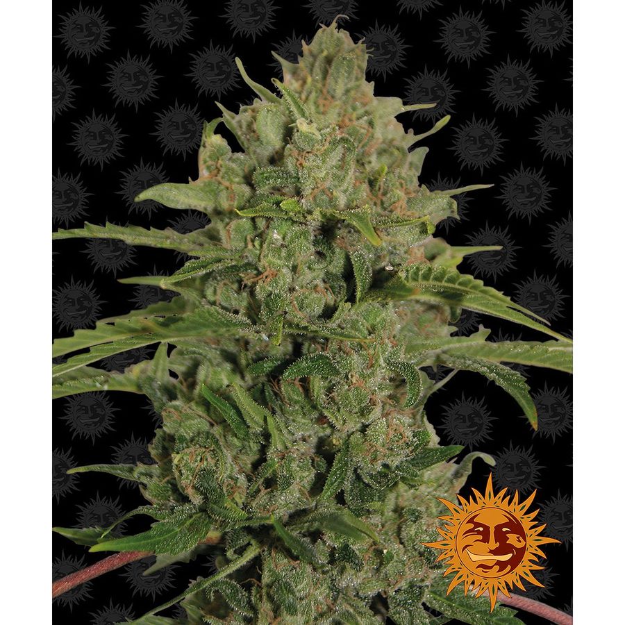 Barney's Farm - Triple Cheese - 5 Seeds