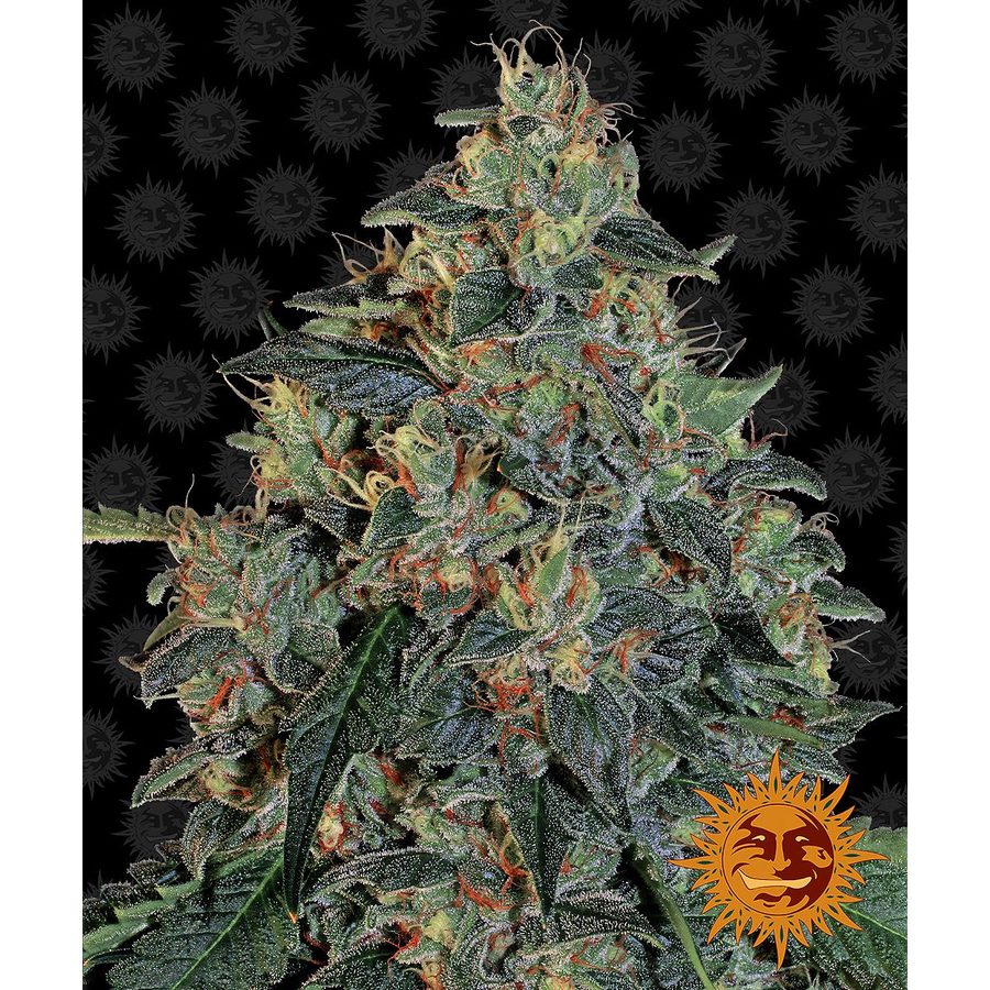 Barney's Farm - Blueberry OG - 5 Seeds