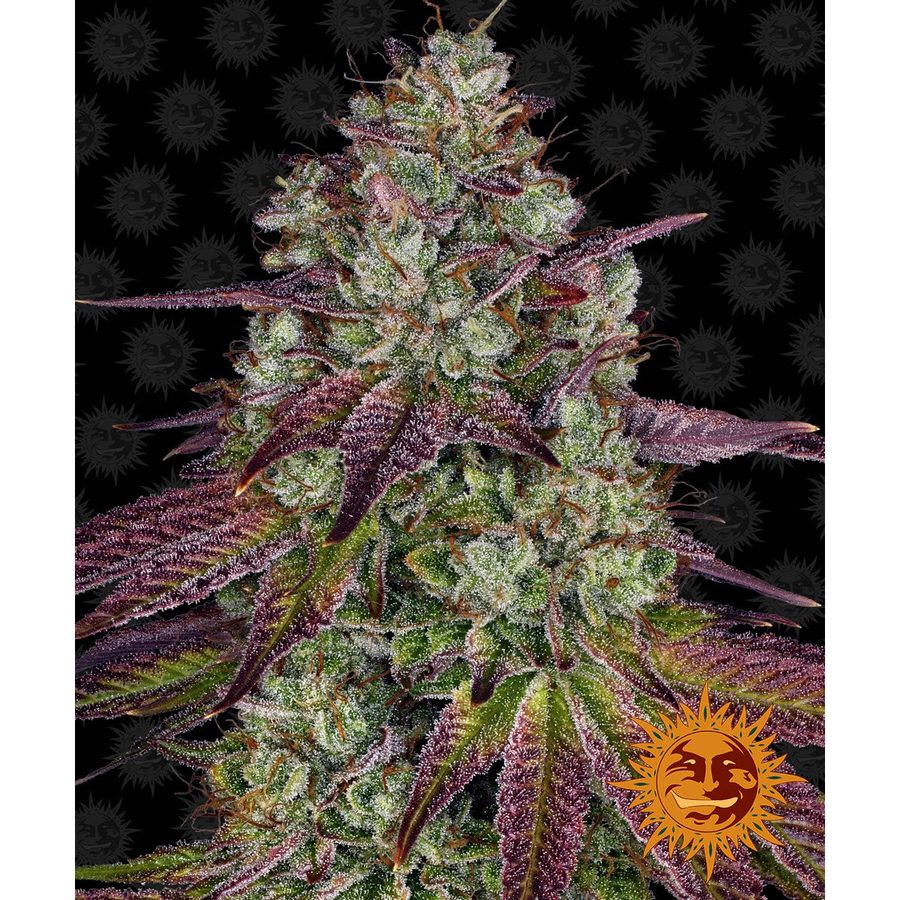 Barney's Farm - Mimosa EVO - 5 Seeds