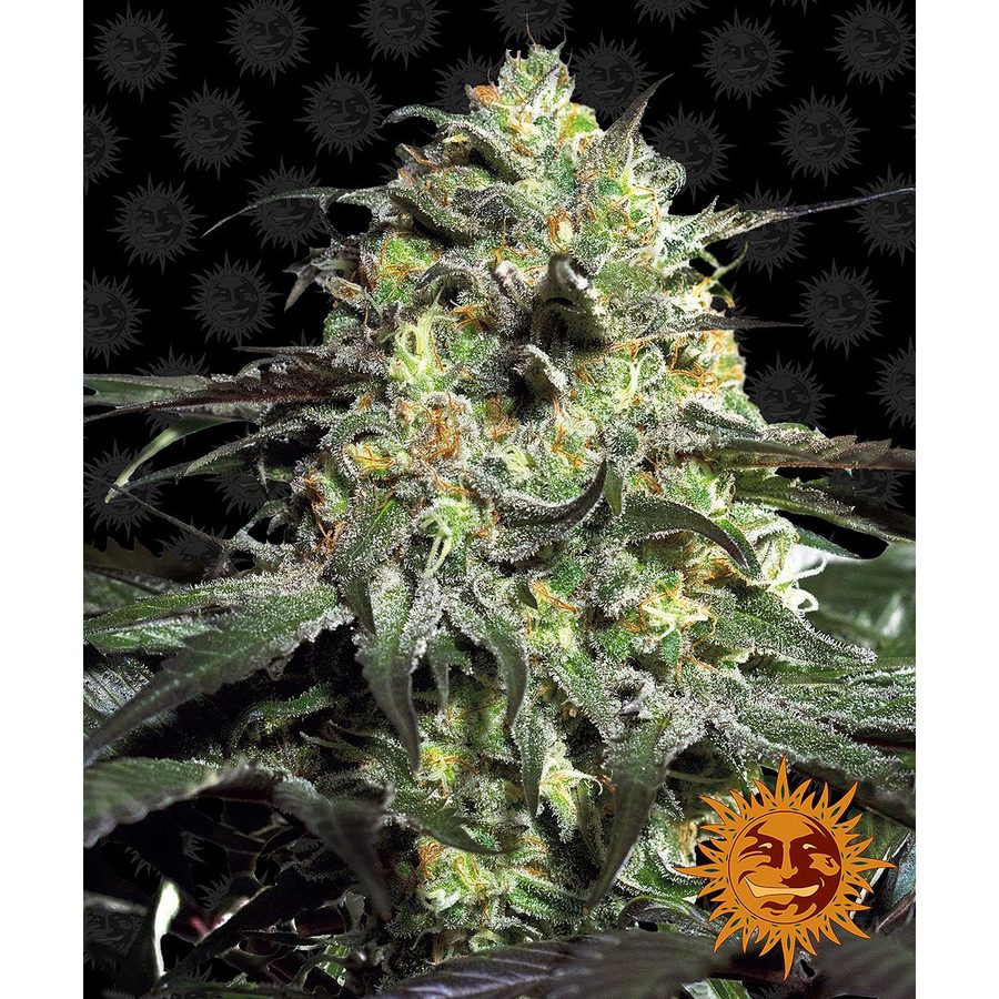 Barney's Farm - Peyote Cookies - 5 Seeds