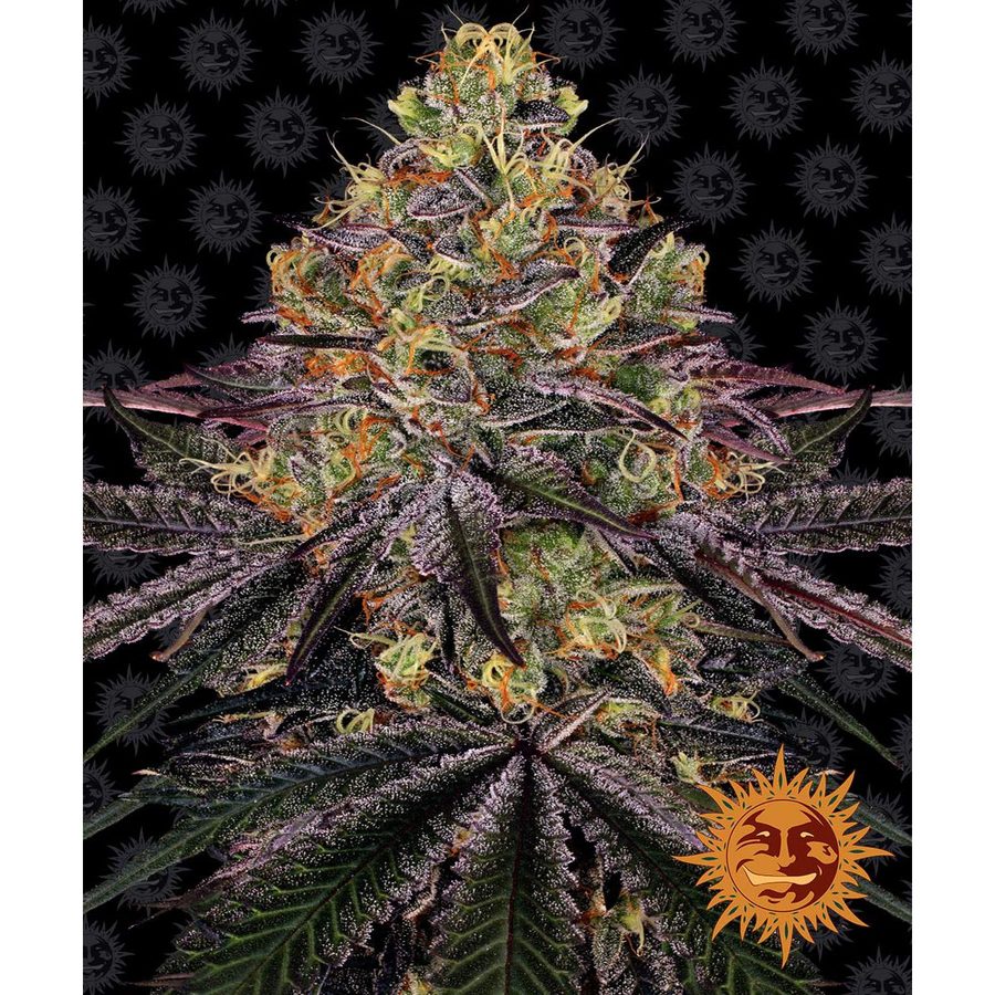 Barney's Farm - Watermelon Zkittlez - 5 Seeds