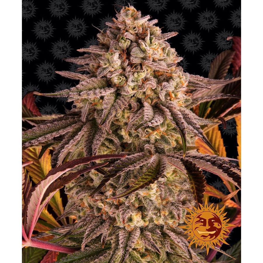 Barney's Farm - Blue Sunset Sherbert - 5 Seeds