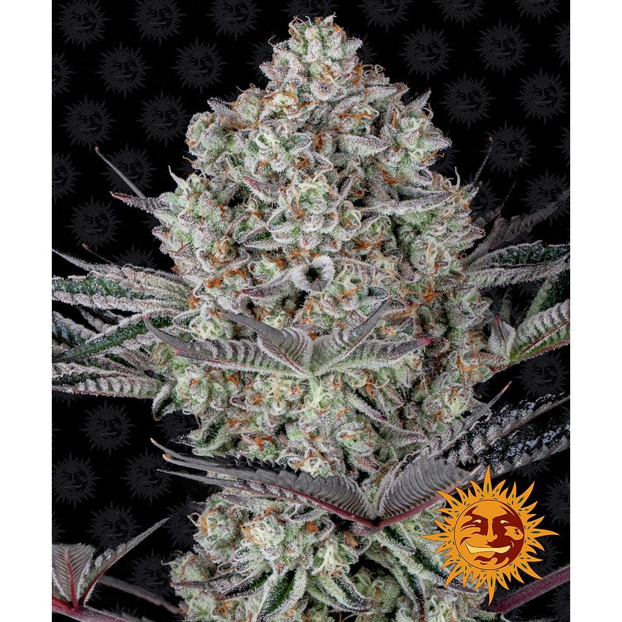 Barney's Farm - Dos Si Dos 33 - 5 Seeds