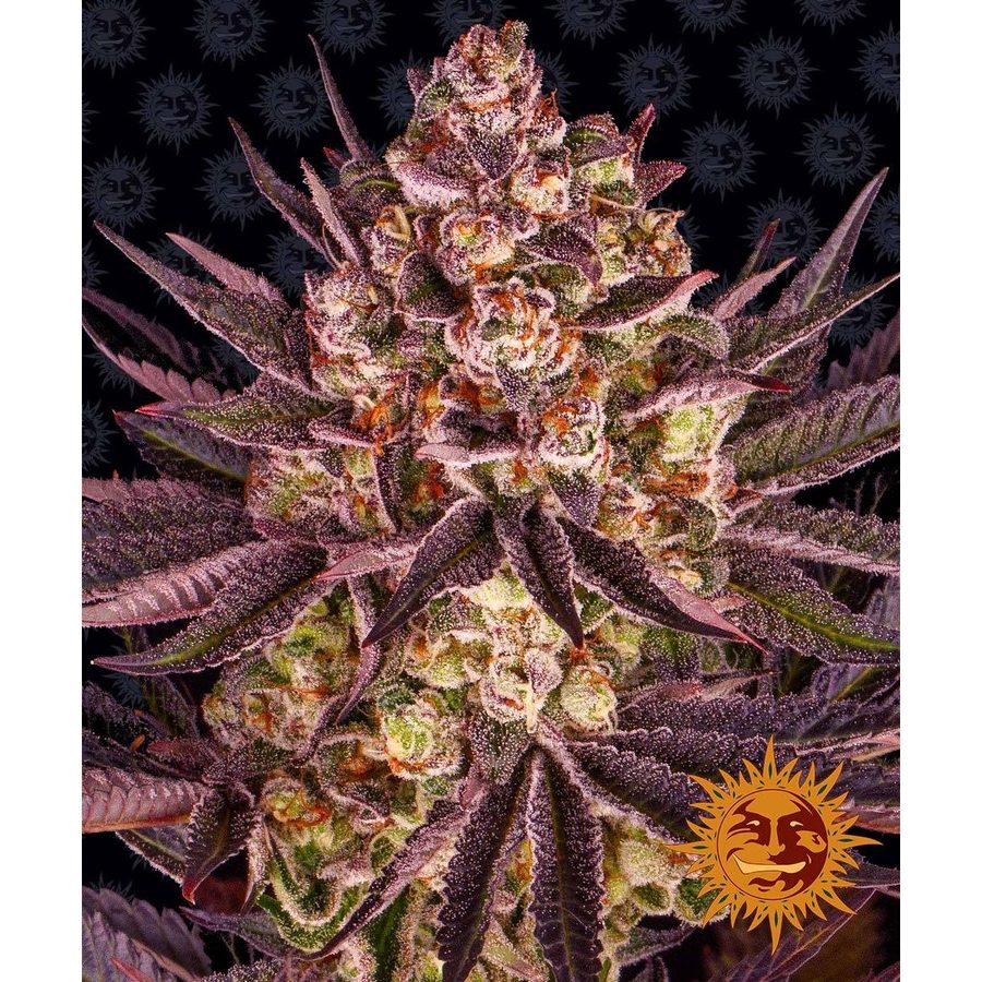 Barney's Farm - Biscotti Mintz - 5 Seeds