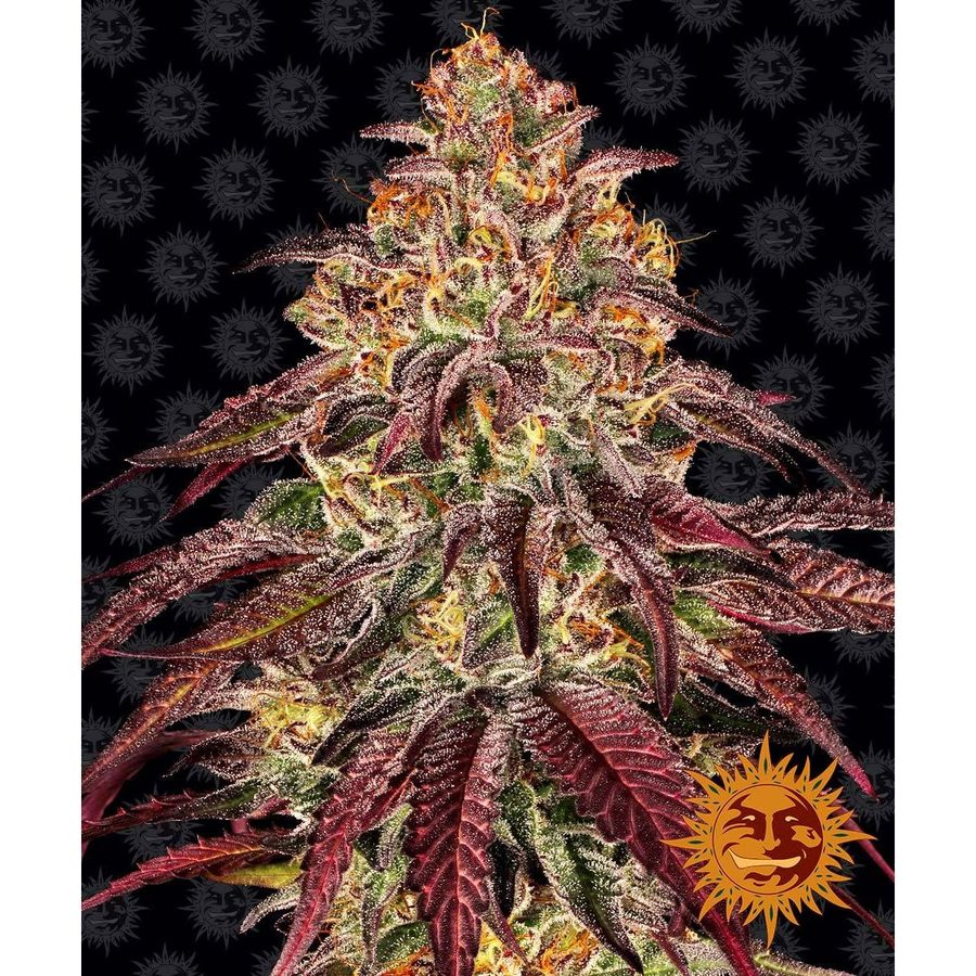 Barney's Farm - Mimosa x Orange Punch Auto - 5 Seeds