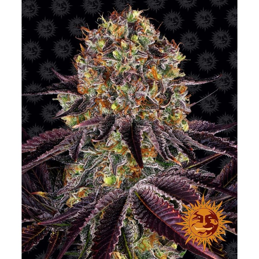 Barney's Farm - Runtz x Layer Cake - 5 Seeds