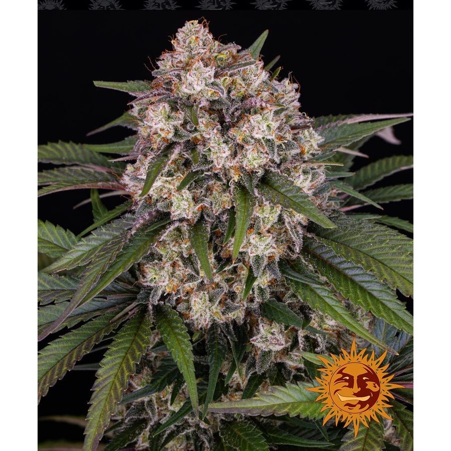 Barney's Farm - OG Kush Auto - 3 Seeds