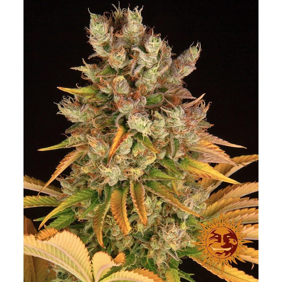 Barney's Farm - GMO - 5 Seeds