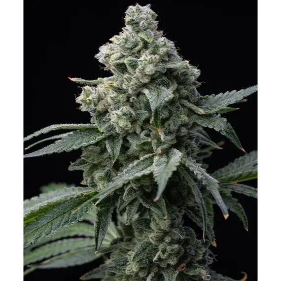 Barney's Farm - Bruce Banner - 3 Seeds