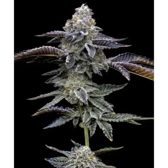 Barney's Farm - Blue Dream - 3 Seeds