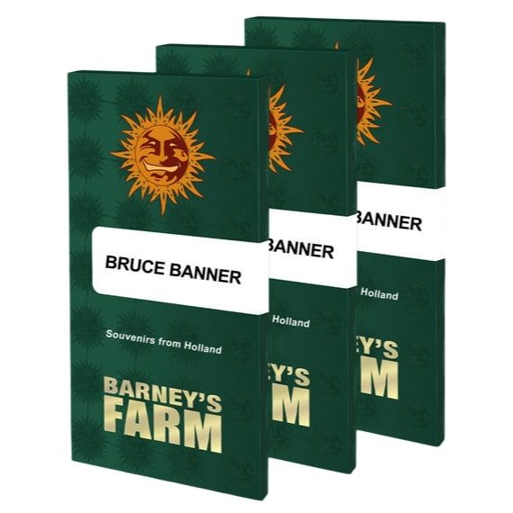 Barney's Farm - Bruce Banner - 5 Seeds