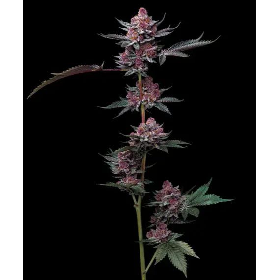 Barney's Farm - Cherry Poppers - 3 Seeds
