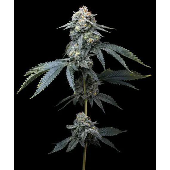 Barney's Farm - Jealousy - 3 Seeds