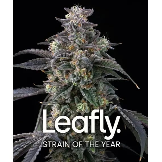 Barney's Farm - Super Boof - 3 Seeds