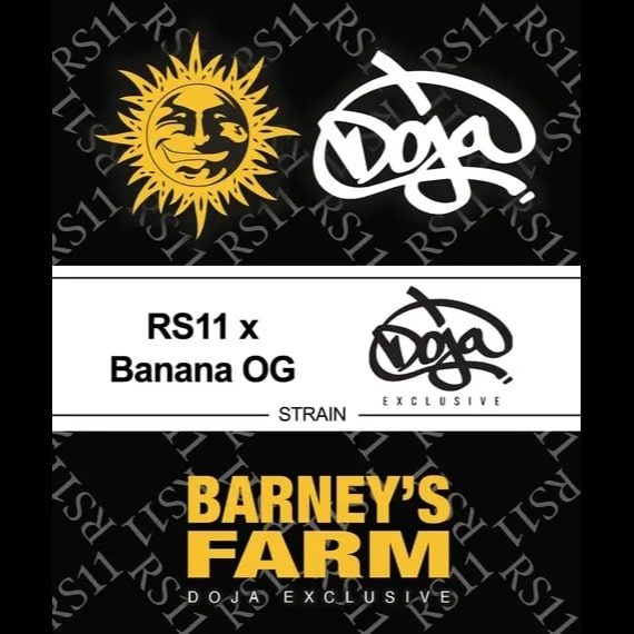 Barney's Farm - RS11 x Banana OG - 3 Seeds