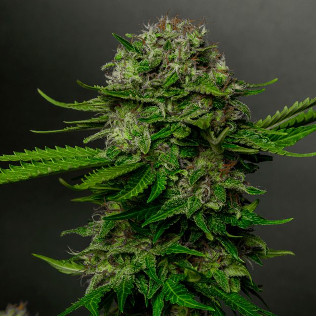 Oreoz x Spritzer Feminized Vision Seeds - 3 Seeds