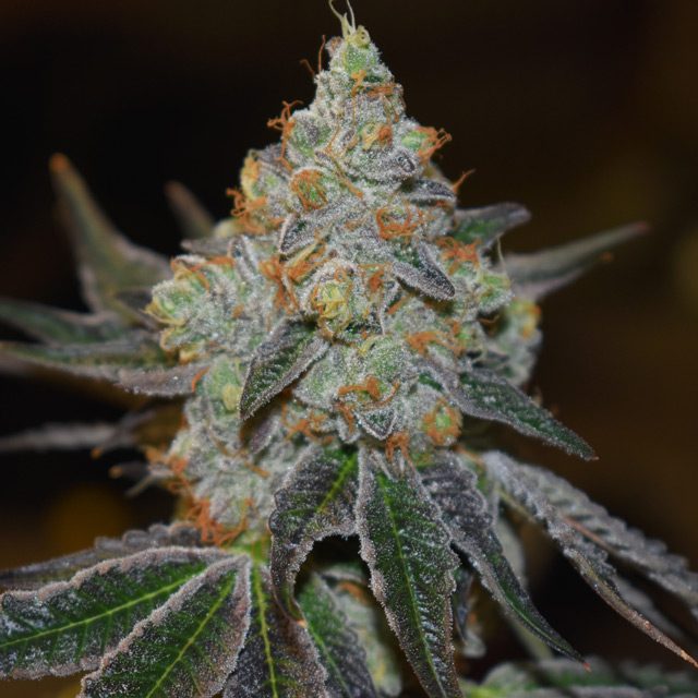 Mimosa Autoflowering Feminized Vision Seeds - 3 Seeds