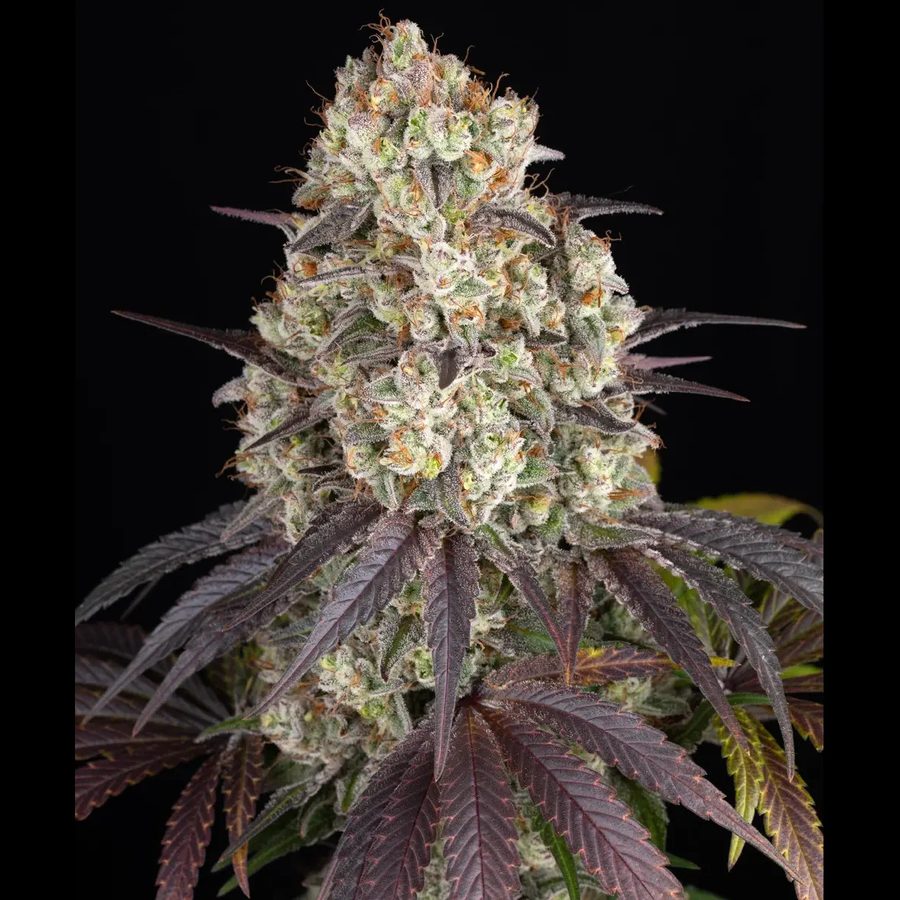 Barney's Farm - Gary Payton - 3 Seeds