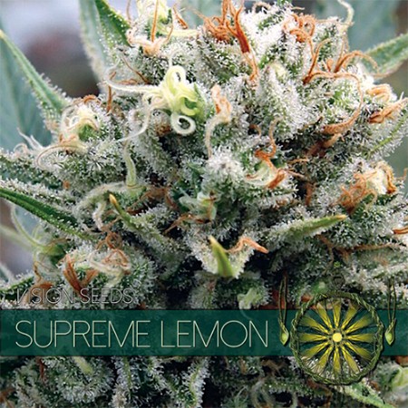 Supreme Lemon Feminized - 3 Seeds