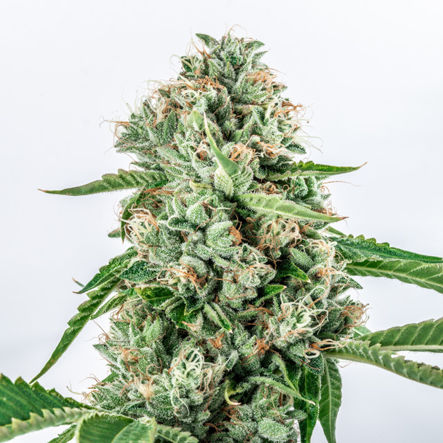 Melon Gum Feminized - 3 Seeds