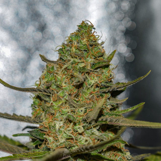 Forbidden Fruit x Spritzer Feminized