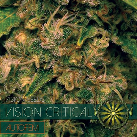 Vision Critical Autoflowering Feminized - 3 Seeds