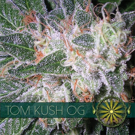 Tom Kush OG Feminized - 5 Seeds