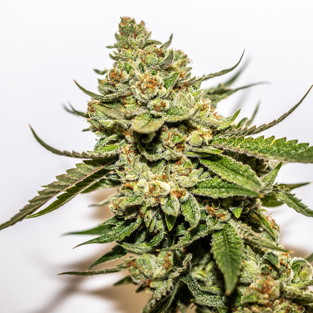 Cereal Milk x OG Kush Feminized