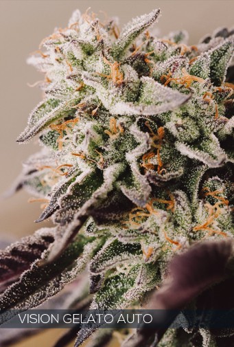 Vision Gelato Autoflowering Feminized - 5 Seeds