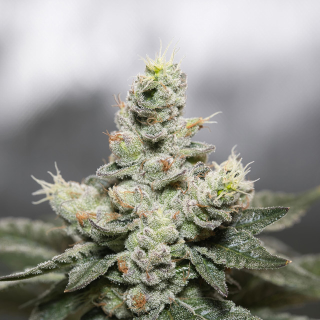 Blue Cookies x OG Kush Feminized