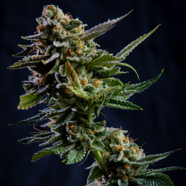 Log Cabin Feminized