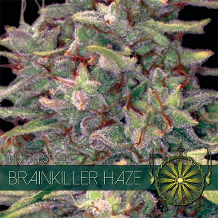 Brainkiller Haze Feminized