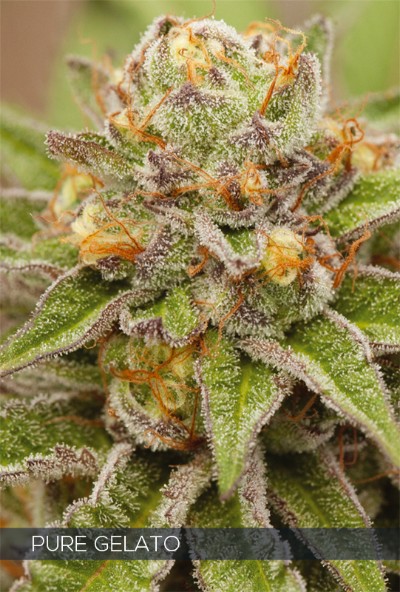 Pure Gelato Feminized - 5 Seeds
